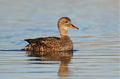 Gadwall